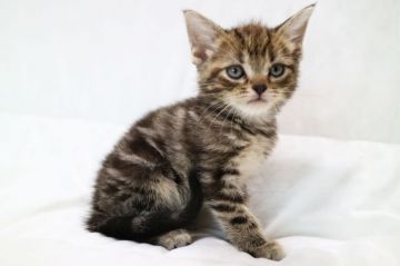 アメリカンショートヘア【茨城県・女の子・2018年5月20日・ブラウンタビー】の写真「可愛いです。」