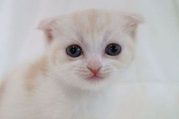 スコティッシュフォールド(折れ耳)【茨城県・女の子・2018年3月1日・クリームタービー&ホワイト】の写真「かわいいです。4月22日までの見学になります」