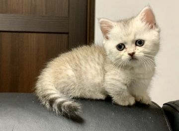 ミヌエット【茨城県・女の子・2020年7月30日・シルバータビー】の写真「ブログにて追加動画掲載中（20日まで見学）」