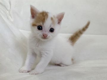 マンチカン(長足)【茨城県・男の子・2020年6月16日・レッドタビー&ホワイト】の写真「かわいいです」