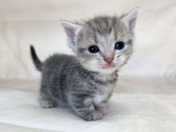 マンチカン(短足)【茨城県・女の子・2020年1月15日・ブルータビー】の写真「8匹兄弟の短足ちゃん（2/14動画更新）」