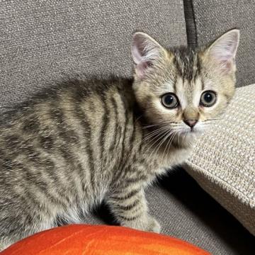 ミヌエット(長足)【茨城県・女の子・2022年5月26日・ブラウンタビー】の写真「かわいいです」