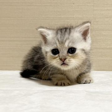 ミヌエット(短足)【茨城県・男の子・2022年8月25日・シルバータビー】の写真「かわいいです」