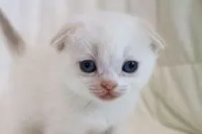 スコティッシュフォールド(折れ耳)【茨城県・女の子・2018年3月22日・クリームタビー&ホワイト】の写真1