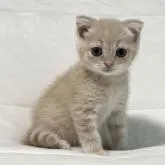 スコティッシュフォールド(折れ耳)【茨城県・男の子・2022年6月17日・クリームタビー】の写真1