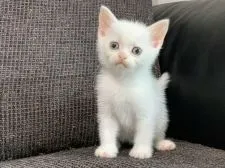 スコティッシュフォールド(立ち耳)【茨城県・男の子・2020年5月17日・ホワイト】の写真1
