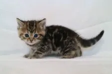 ミヌエット【茨城県・女の子・2018年2月3日・ブラウンタービー】の写真2