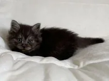 スコティッシュフォールド(立ち耳)【茨城県・男の子・2020年3月14日・ブラックスモーク】の写真2