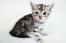 アメリカンショートヘア【茨城県・男の子・2018年4月15日・シルバータビー】の写真2