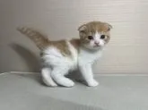 スコティッシュフォールド(折れ耳)【茨城県・男の子・2023年10月14日・レッドタビー&ホワイト】の写真2