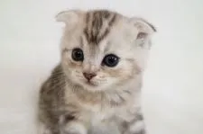 スコティッシュフォールド(折れ耳)【茨城県・女の子・2018年4月16日・シルバーパッチドタビー】の写真3