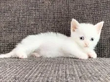 スコティッシュフォールド(立ち耳)【茨城県・男の子・2020年5月17日・ホワイト】の写真3