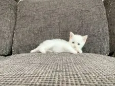 スコティッシュフォールド(立ち耳)【茨城県・男の子・2020年5月17日・ホワイト】の写真4