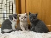 スコティッシュフォールド(立ち耳)【茨城県・男の子・2024年1月18日・クリームタビー】の写真5