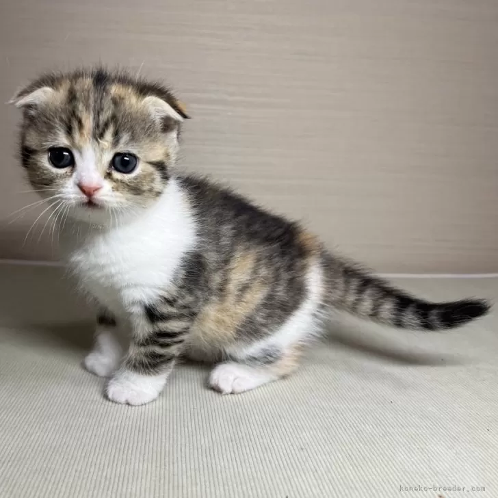 ID：2503-00516の子猫