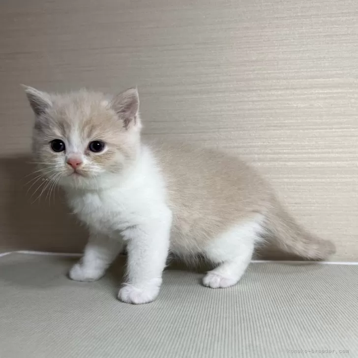 ID：2503-00451の子猫