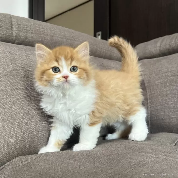 ID：2503-01670の子猫