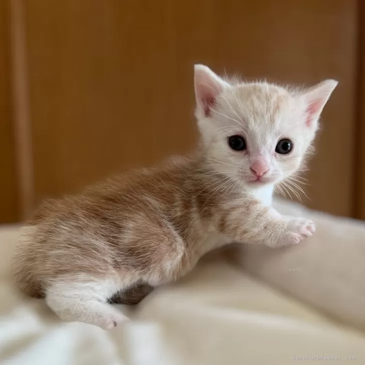 ID：2504-02737の子猫