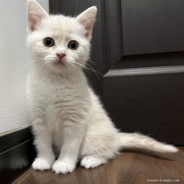 ID：2503-00327の子猫