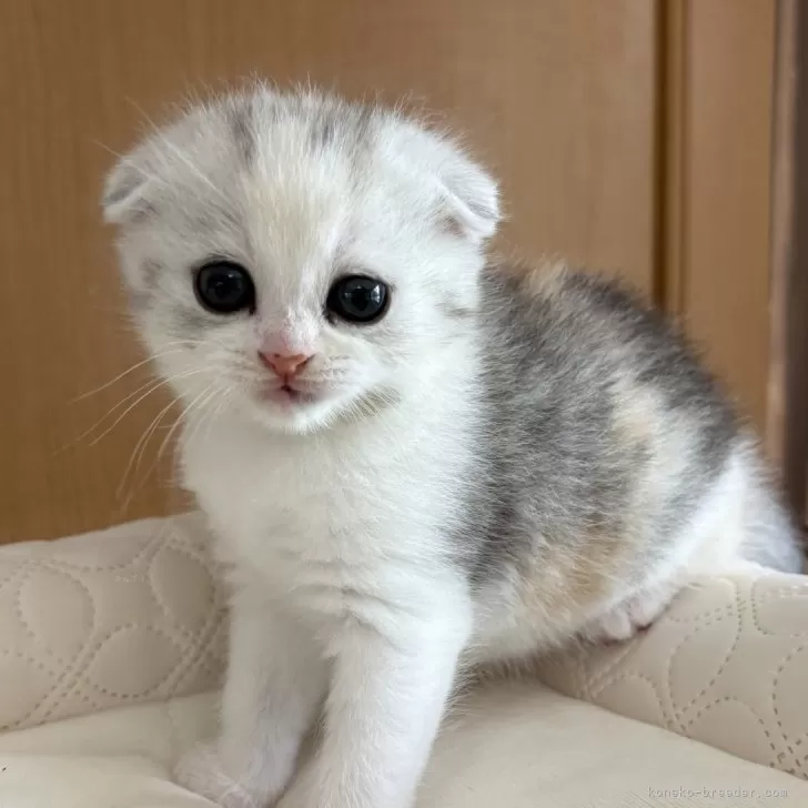 ID：2507-01953の子猫