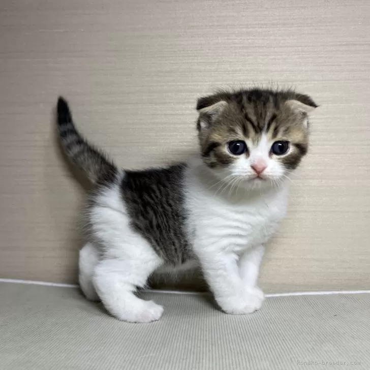 ID：2503-00452の子猫