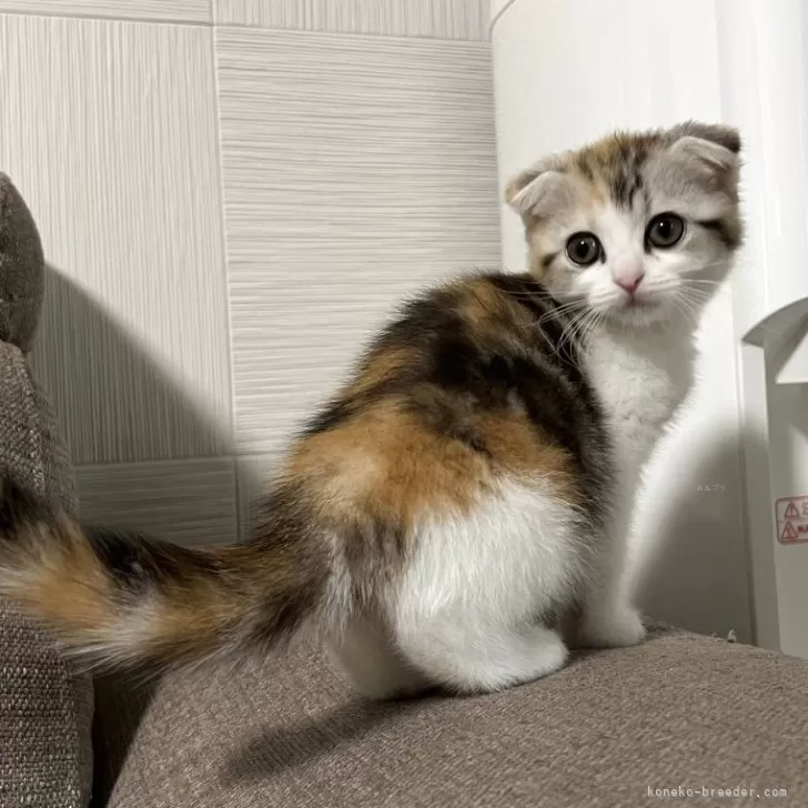 ID：2505-03636の子猫