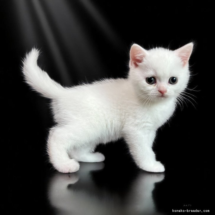 H.A 様のお迎えした子猫