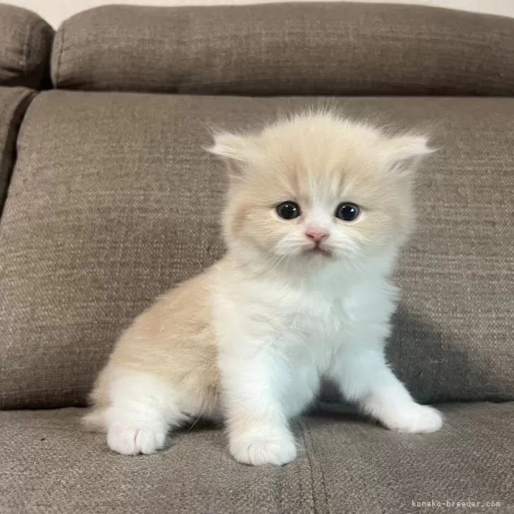 ID:2502-01552の子猫