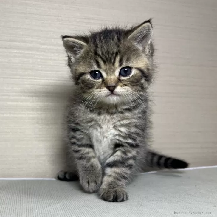 ID:2503-00453の子猫