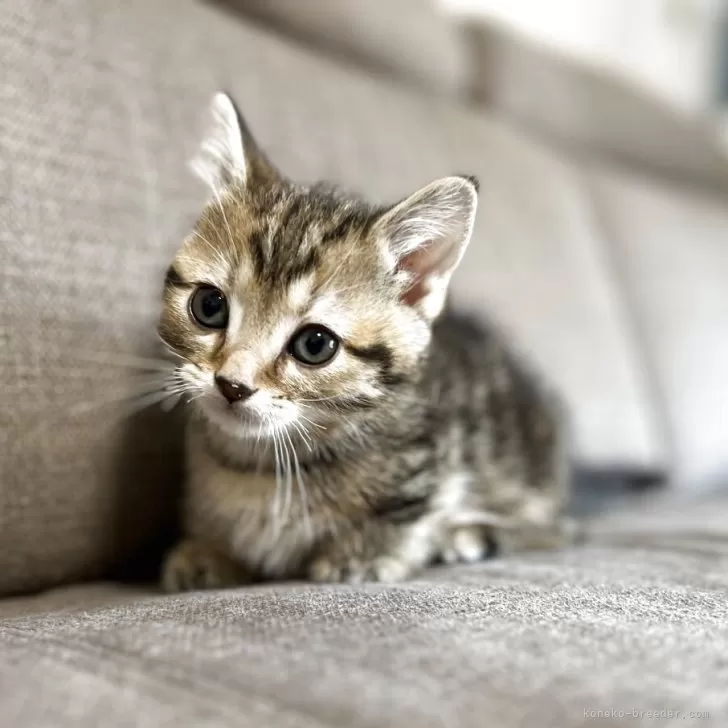 ID：2504-02735の子猫