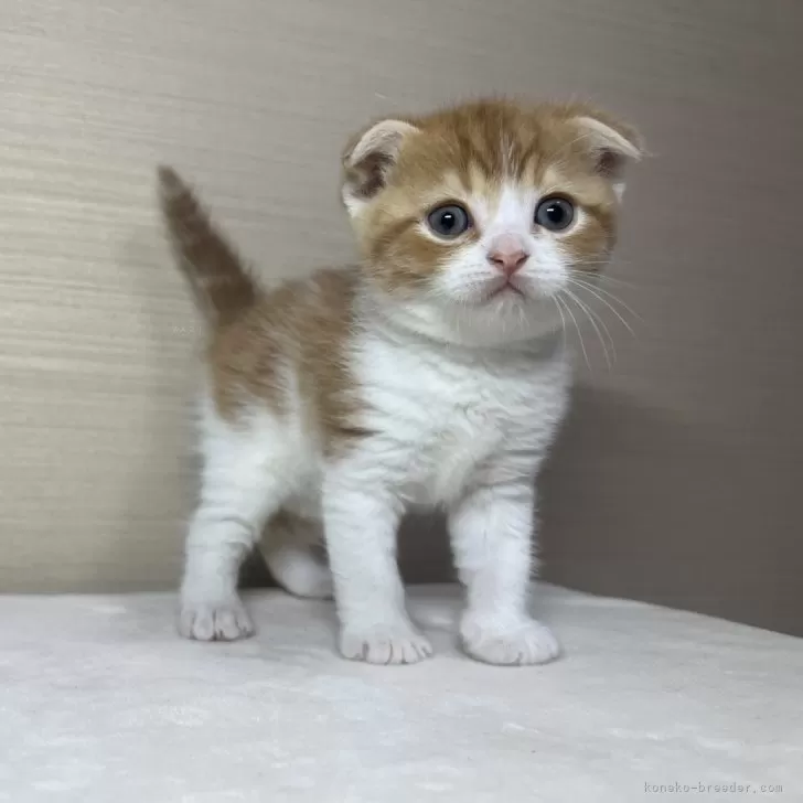 ID：2503-00326の子猫