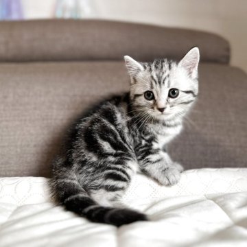 マンチカン(長足)【茨城県・男の子・2025年3月20日・シルバータビー】の写真「かわいいです。」
