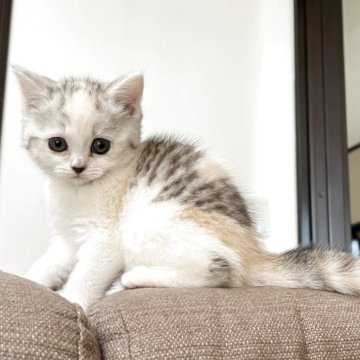 スコティッシュフォールド(立ち耳)【茨城県・女の子・2025年9月19日・シルバーパッチドタビー&ホワイト】の写真「かわいいです」