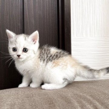 スコティッシュフォールド(立ち耳)【茨城県・女の子・2025年9月19日・シルバーパッチドタビー&ホワイト】の写真「かわいいです」