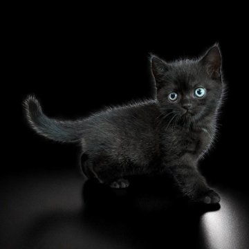 スコティッシュフォールド(立ち耳)【茨城県・男の子・2025年5月1日・ブラックスモーク】の写真「かわいいです」