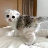 スコティッシュフォールド(折れ耳)【茨城県・女の子・2025年6月5日・シルバーパッチドタビー&ホワイト】の写真3