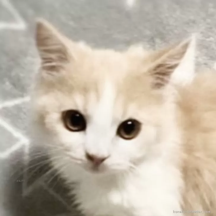 ID:2411-02727の子猫