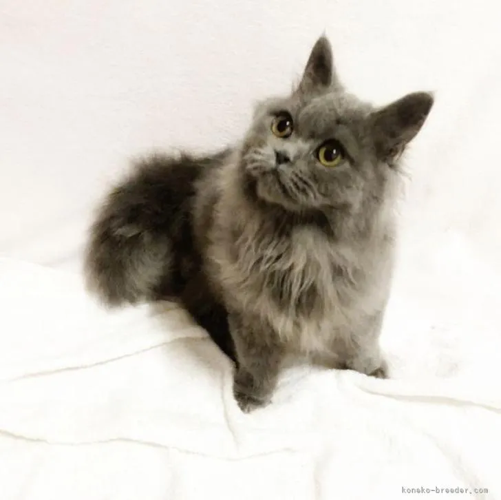 ID：2301-00044の子猫