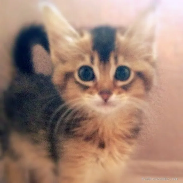 ID：1604-00303の子猫