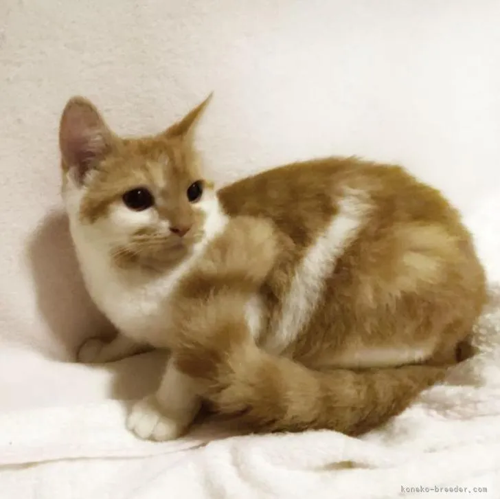 ID:2301-01421の子猫