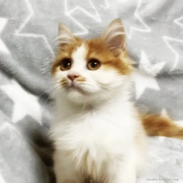 ID：2311-00852の子猫
