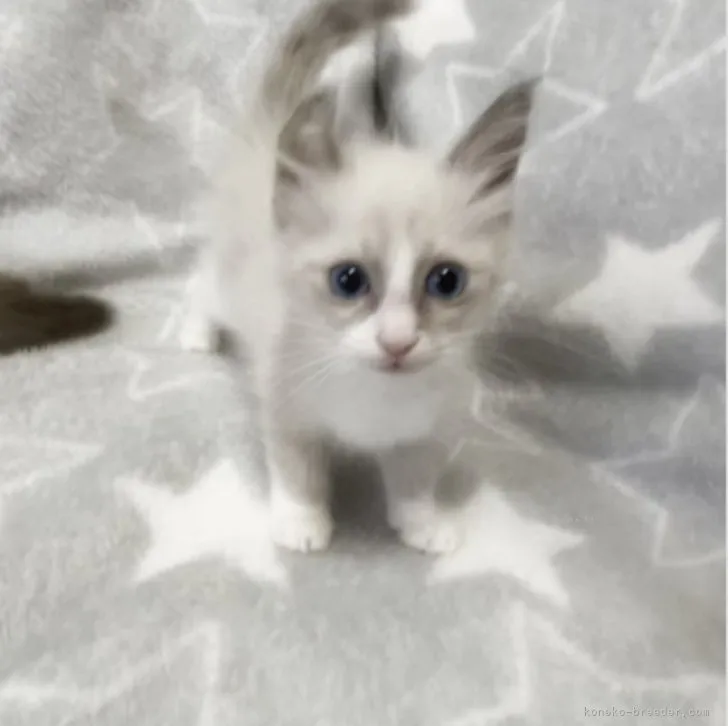 ID:2310-02047の子猫
