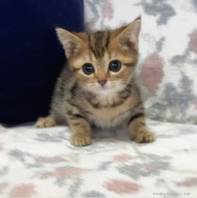 ID:2009-01201の子猫