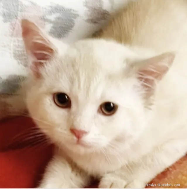 ID:2101-00288の子猫
