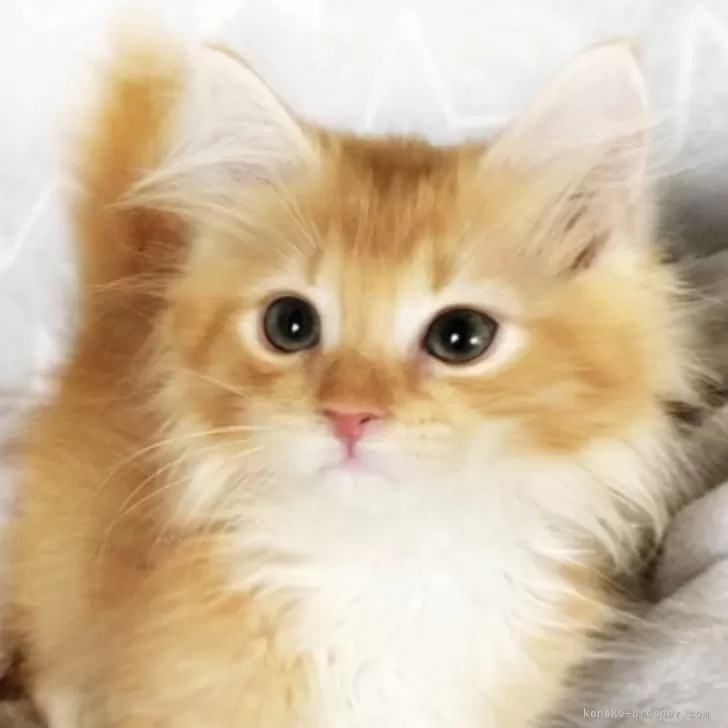 ID:2408-02125の子猫