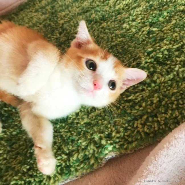 ID:1808-01077の子猫