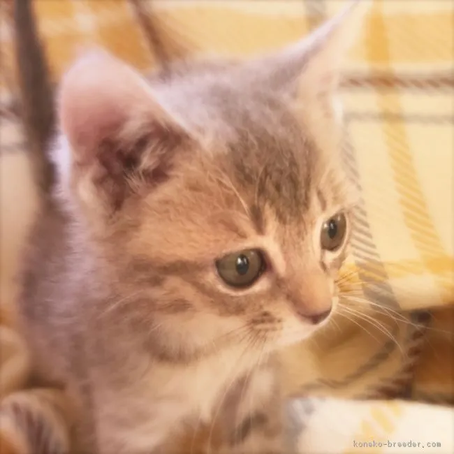ID:1711-00128の子猫