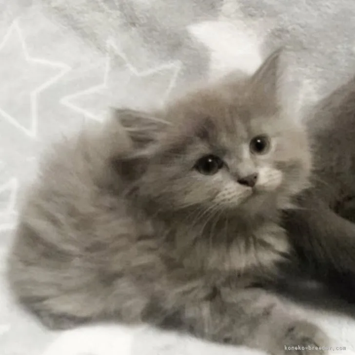ID:2309-01422の子猫