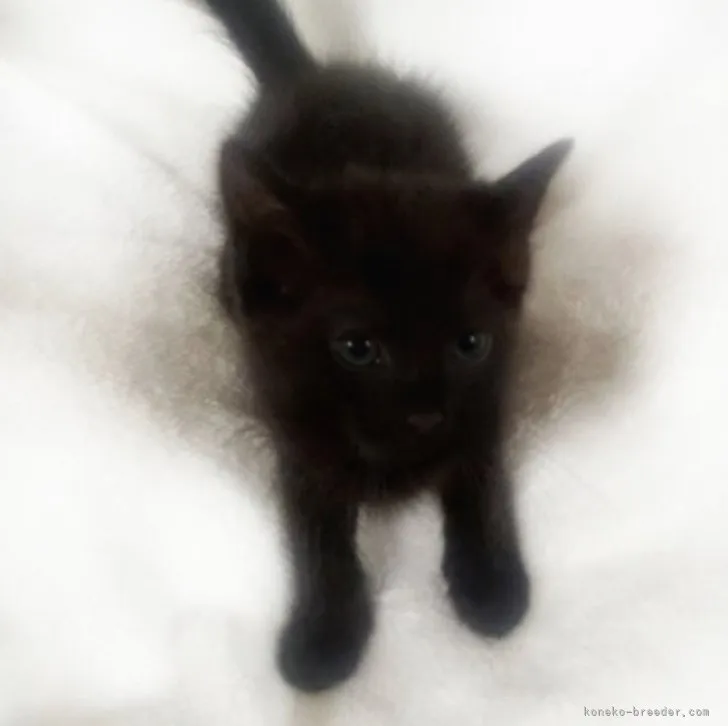 ID:2305-02205の子猫