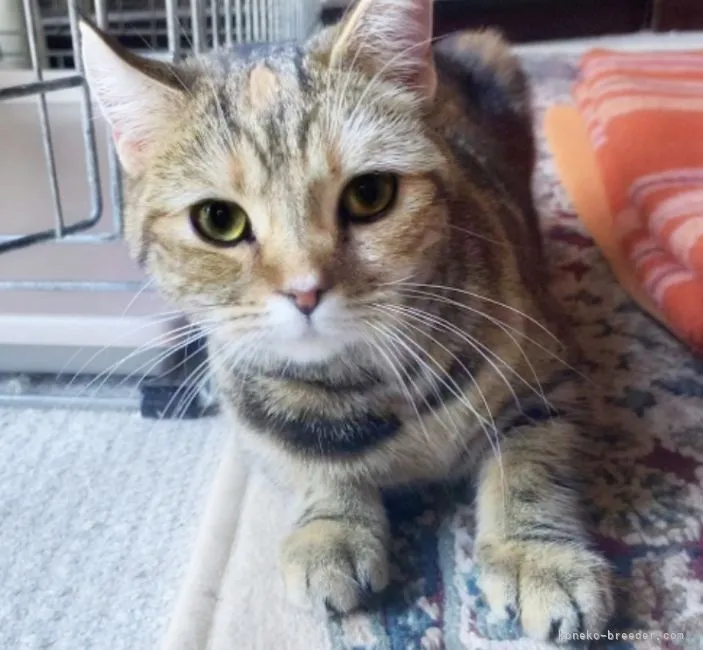 T.Ｉ 様のお迎えした子猫